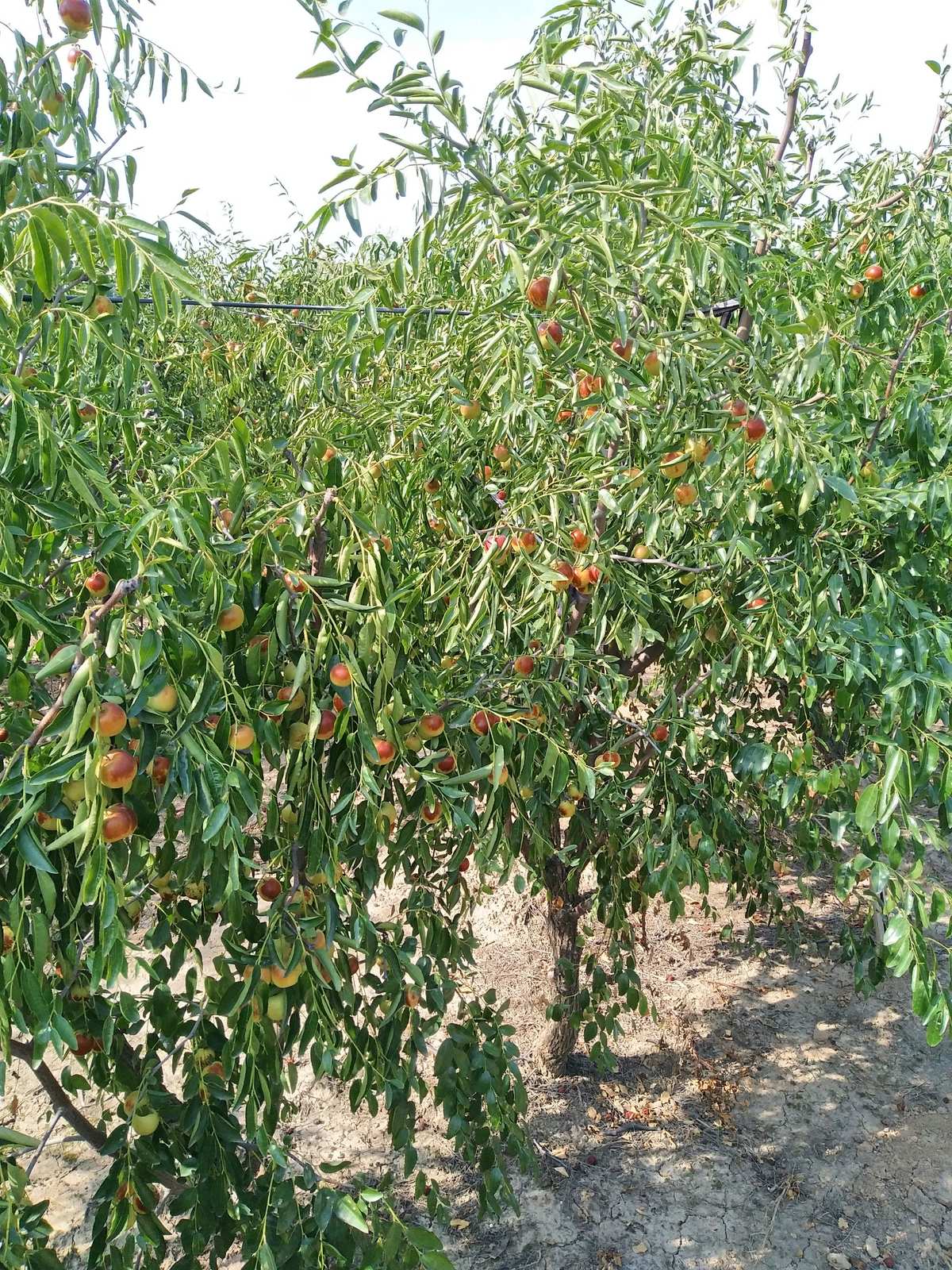 單車黃驊聚館冬棗園*^_^*滿載而歸哦! - 美篇