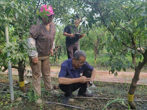 沾化區(qū)黃升鎮(zhèn)開展ec值檢測(cè)配方施肥 助力精品沾化冬棗生產(chǎn)