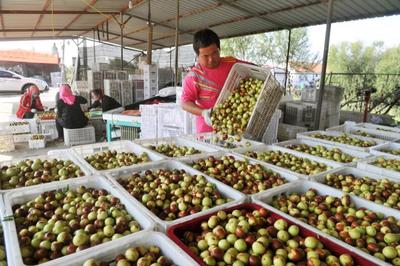 黃驊:金秋時(shí)節(jié)冬棗飄香