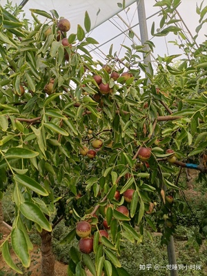 哪里的冬棗最好?山東沾化、河北黃驊、陜西大荔,還是山西、新疆江西或其他地方?