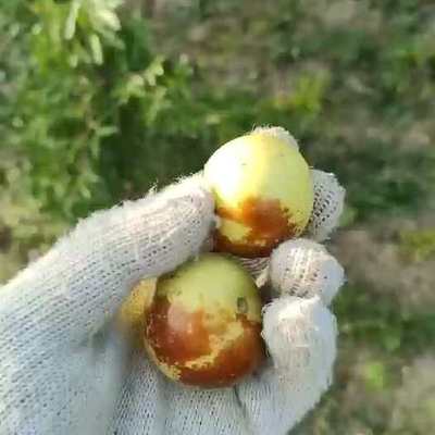 河北滄州黃驊冬棗大又甜 大棚上市更提前