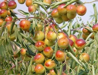 哪里的冬棗最好?山東沾化、河北黃驊、陜西大荔,還是山西、新疆江西或其他地方?