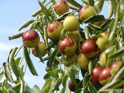 河北美食盤點(diǎn)大全,看著就流口水,一定要吃個(gè)遍