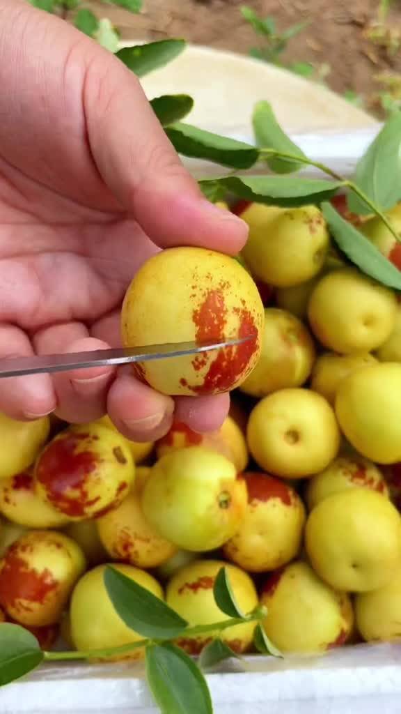 大荔與黃驊冬棗 產(chǎn)地直發(fā)，品質(zhì)鮮甜