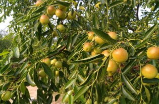 黃驊三娘冬棗采摘園全攻略 門票、地址、游玩指南及圖片分享