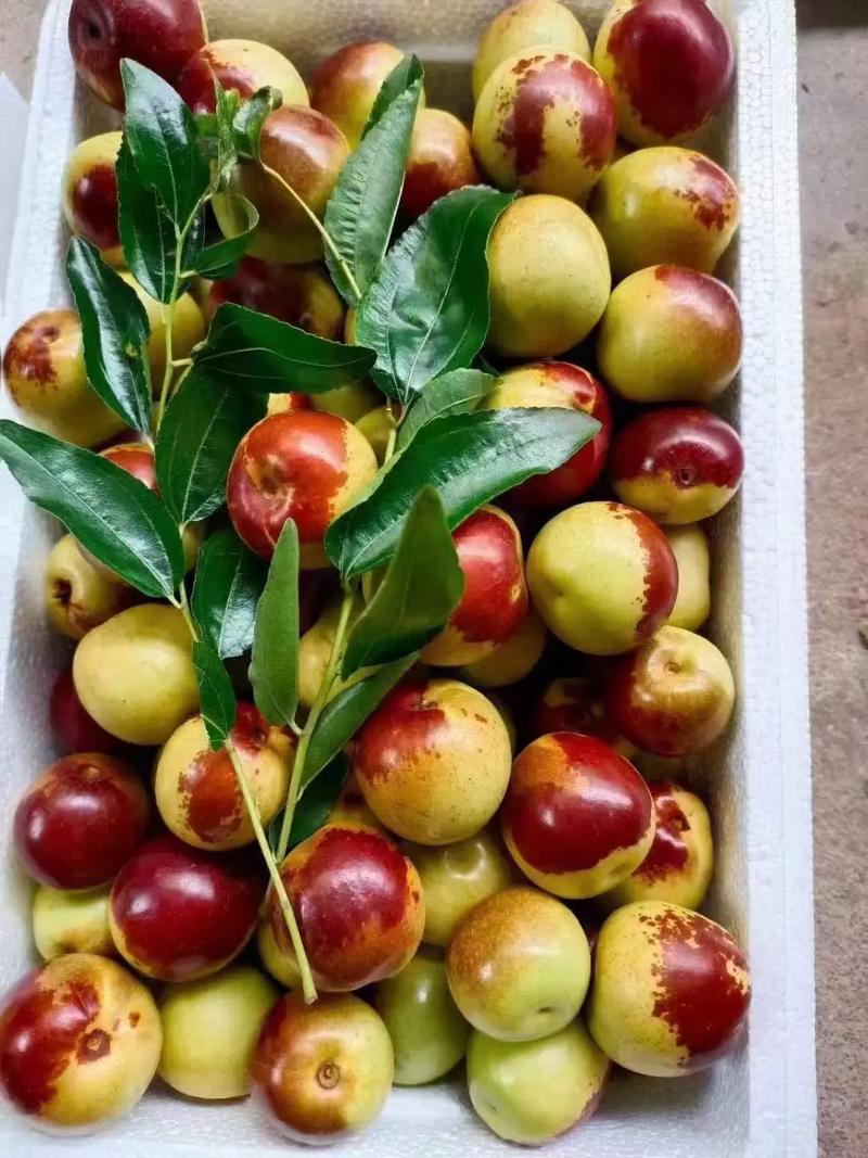 黃驊冬棗 自然饋贈(zèng)，甜美健康，等您下單