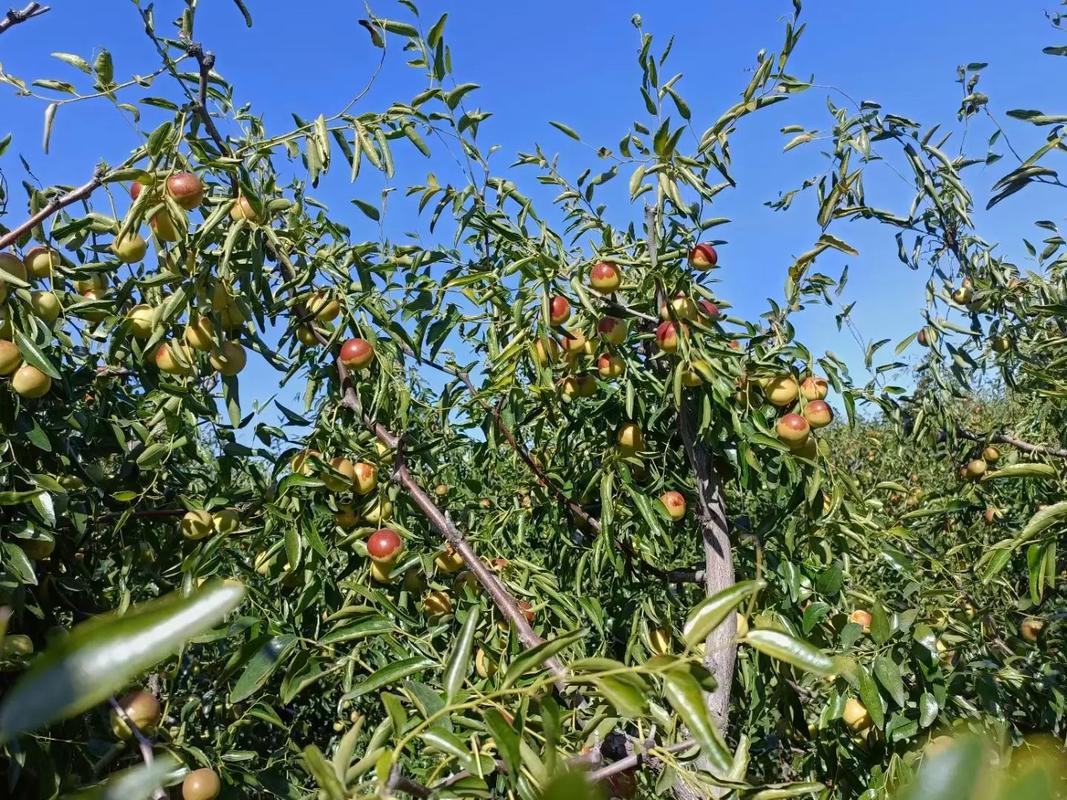 黃驊冬棗 脆甜多汁，現(xiàn)摘現(xiàn)發(fā)的新鮮美味