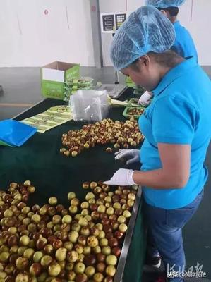 黃驊冬棗跨越山海抵達(dá)智利，展現(xiàn)中國農(nóng)產(chǎn)品國際競爭力